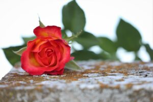 red rose on partial image of a marble gravestone